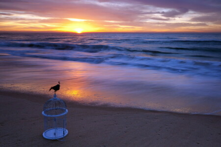 célula, paisaje, mar, puesta de sol