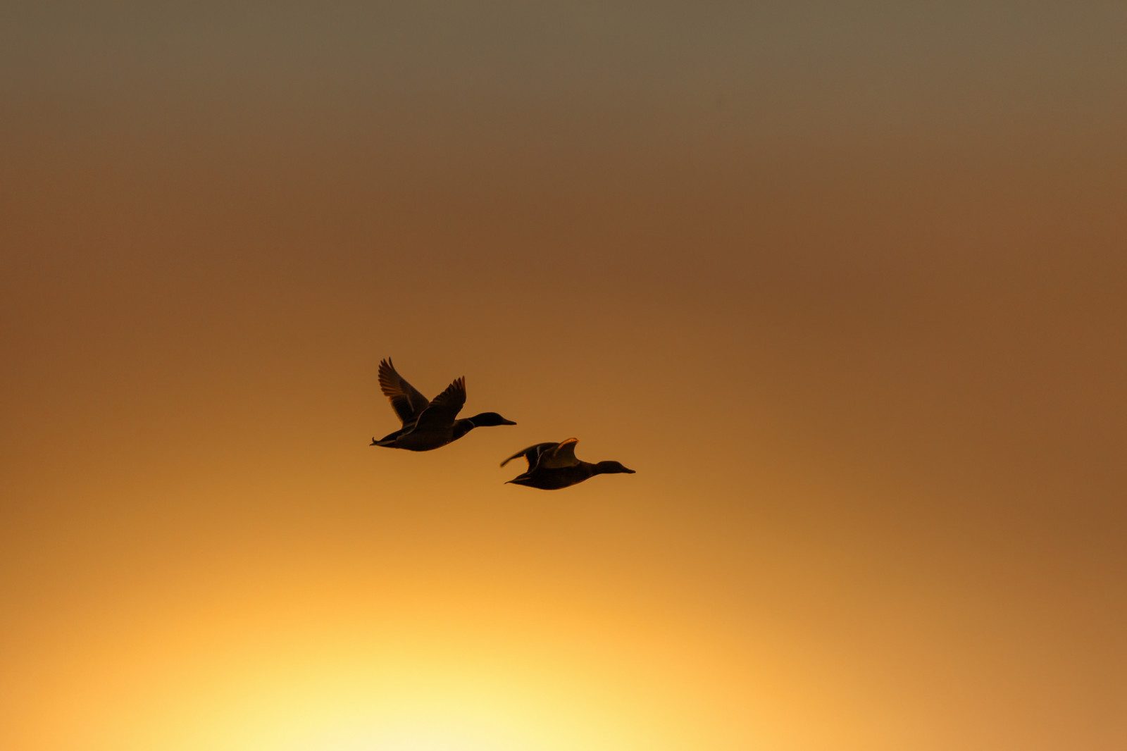 Nacht, Flug, Vögel, Ente