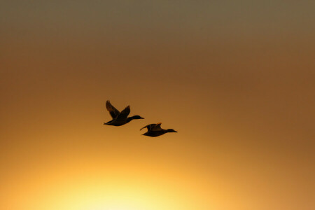 aves, Pato, vuelo, noche