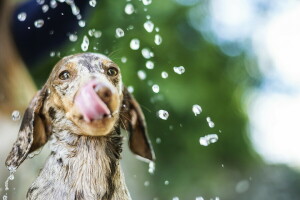 Hund, spritzen, Wasser