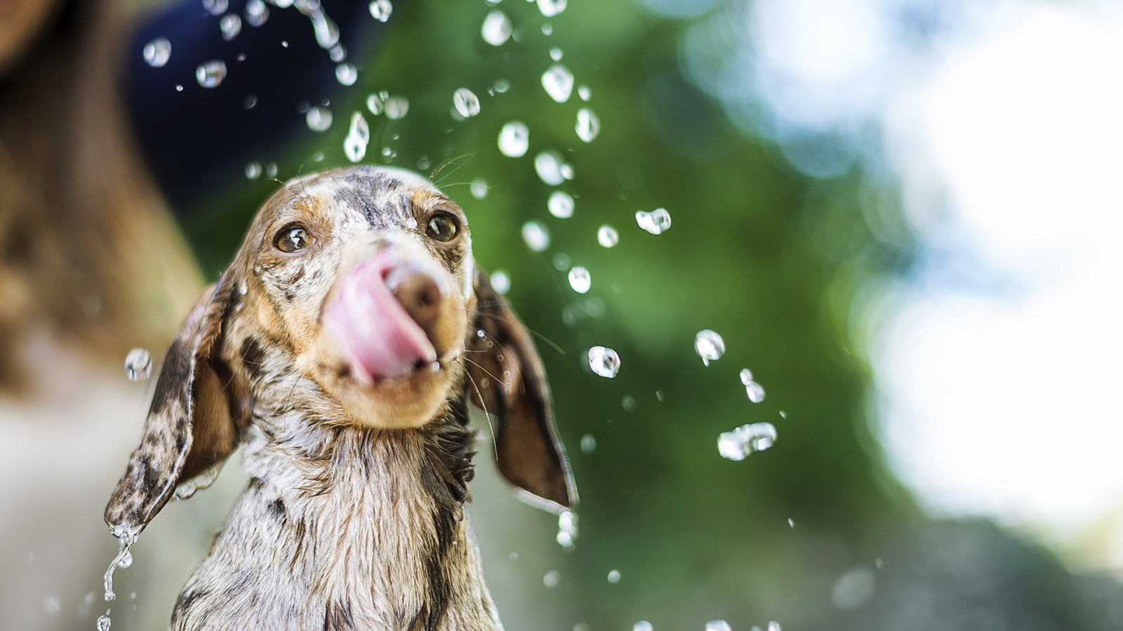 cane, acqua, schizzare