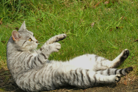 Koshak, patas, actitud, Gato