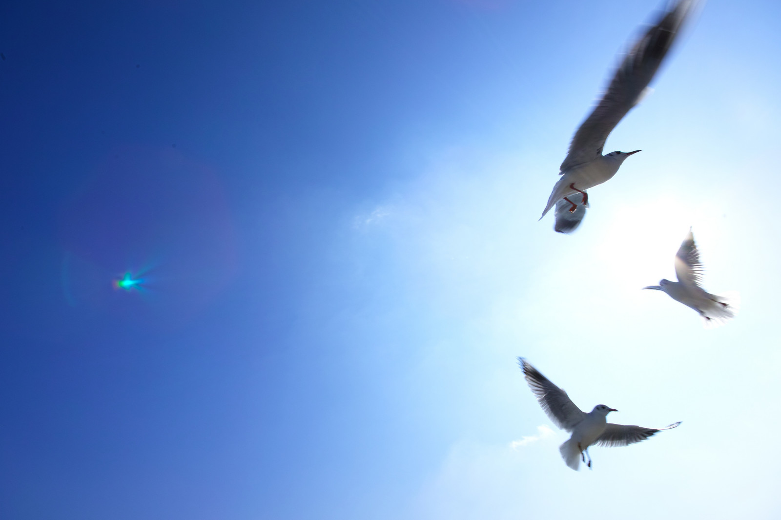 ligero, el cielo, aves