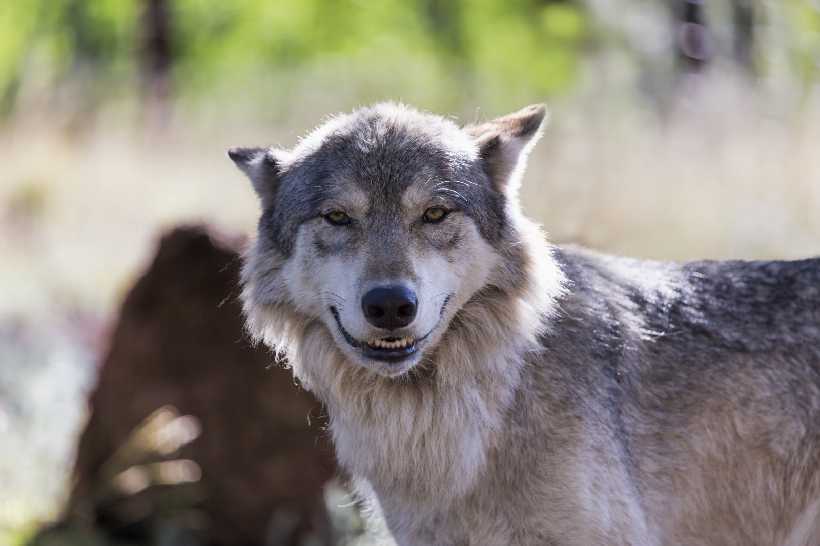 Lächeln, Wolf, cheeeeese