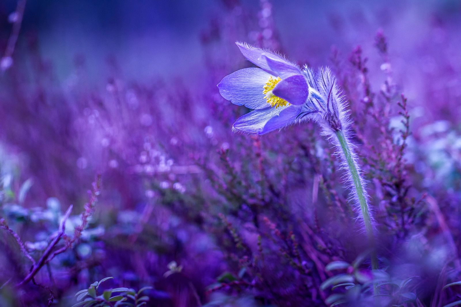 Primavera, flor, grama do sono, prímula, atravessar grande, durma bem