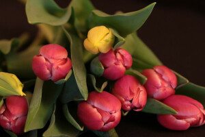 boeket, Knop, bladeren, natuur, bloemblaadjes, tulpen