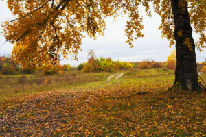 Herbst, Fallen, Laub, Blätter, Natur, Pfad, Spur, Baum