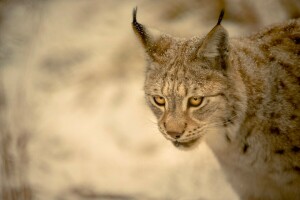 fundo, Veja, lince, gato selvagem