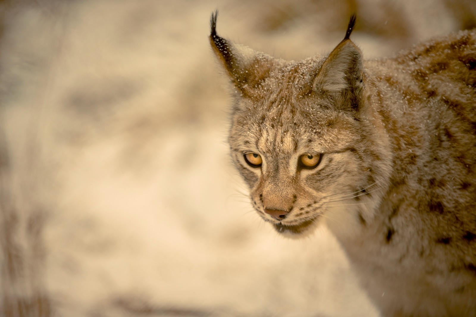 Mira, antecedentes, gato salvaje, lince