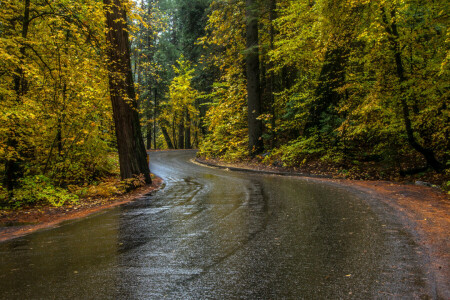 autumn, CA, forest, road, trees, USA, Yosemite