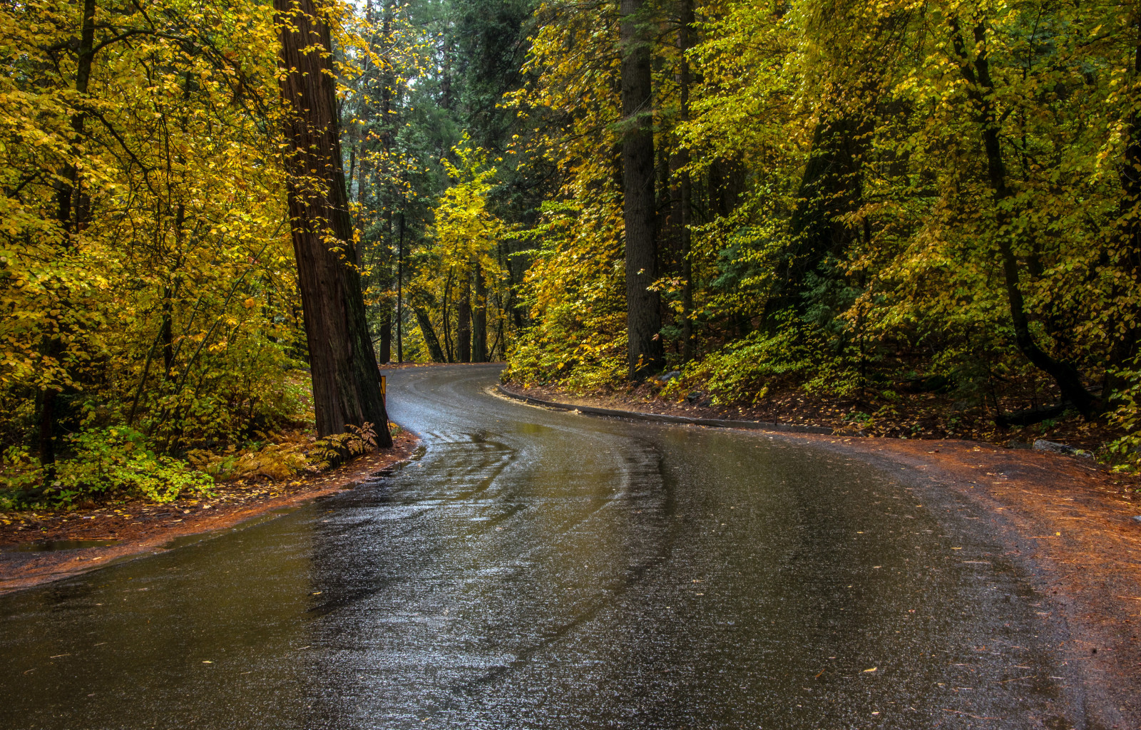 podzim, les, silnice, stromy, USA, CA, Yosemite