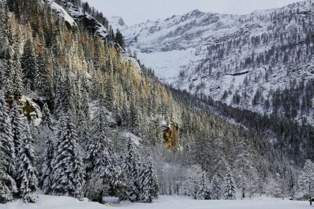 Woud, huis, bergen, rotsen, sneeuw, bomen, winter