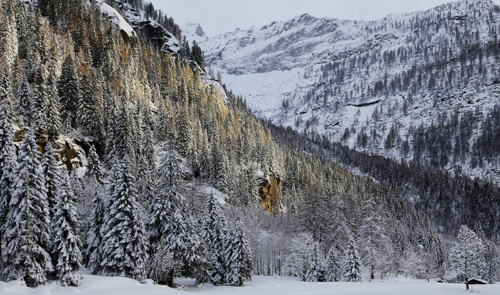 nieve, bosque, casa, invierno, arboles, montañas, rocas