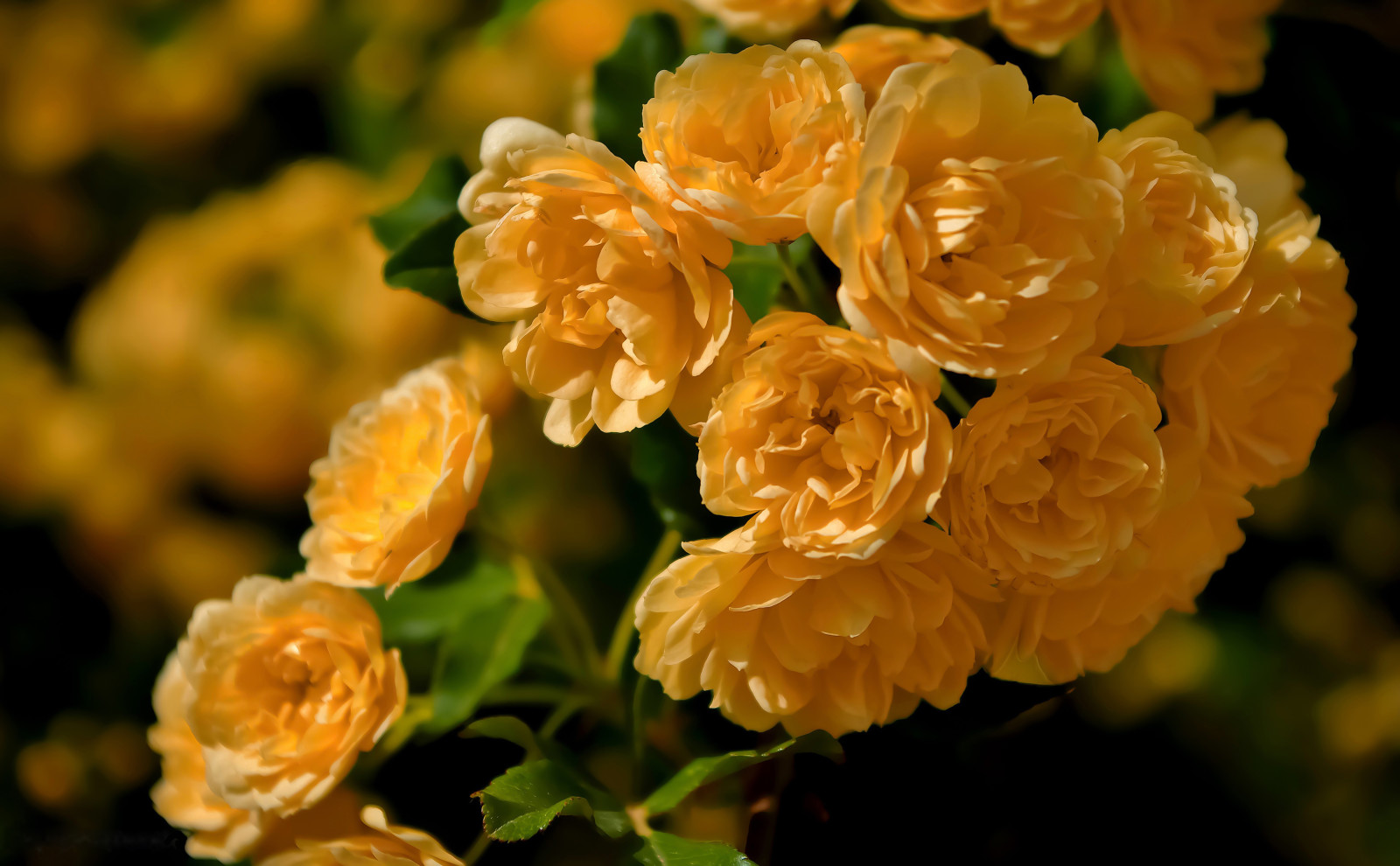 macro, mărăcini, Rose Banks