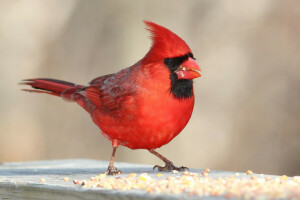 pico, pájaro, cardenal, color, plumas