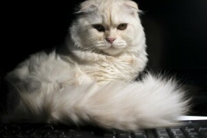 look, Scottish fold, tail