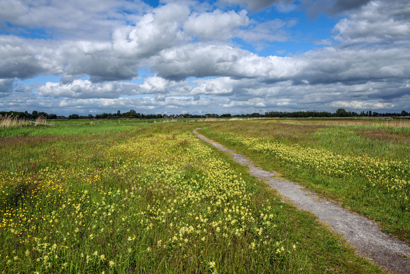 gräs, himmelen, sommar, fält, blommor, moln, äng, väg