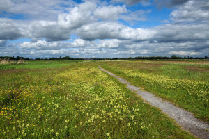 nubes, campo, flores, césped, prado, camino, verano, el cielo