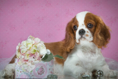 hydrangea, puppy, Spaniel, spotted