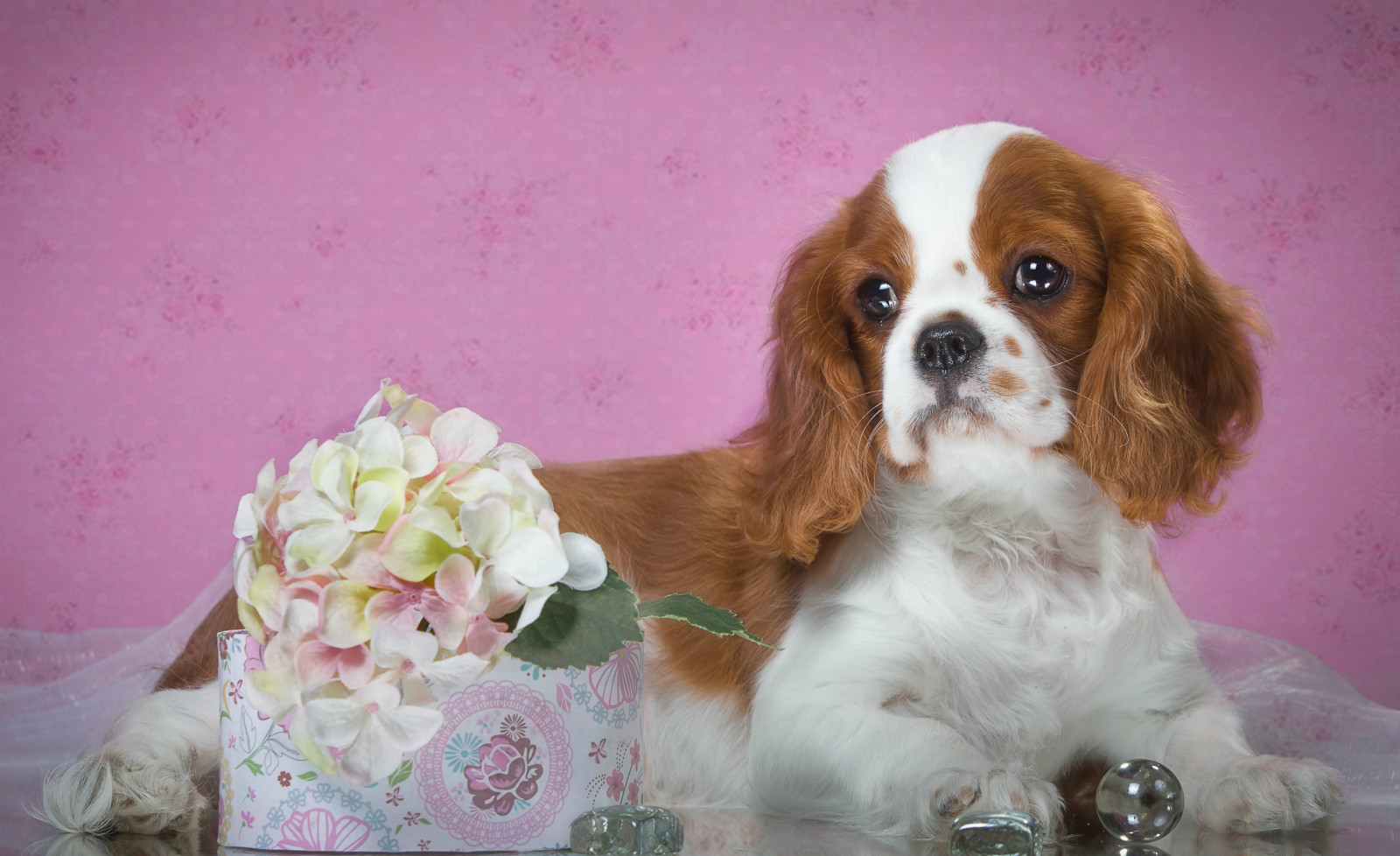 puppy, spotted, Spaniel, hydrangea