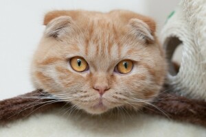 gatto, Guarda, museruola, Scottish fold