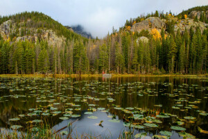 forest, lake, mountains, Nymph Lake, rocks, Rocky Mountain National Park, USA