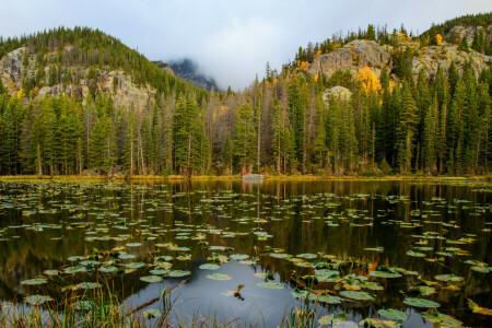 les, jazero, hory, Nymph Lake, skaly, Národný park Rocky Mountain, USA