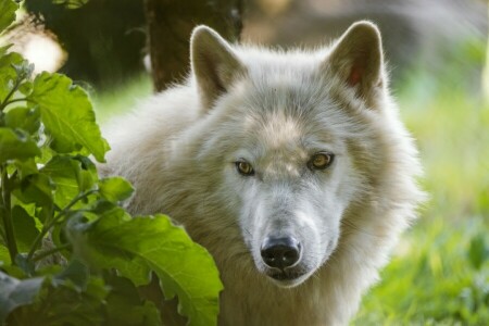 Lobo Ártico, face, Veja, Lobo