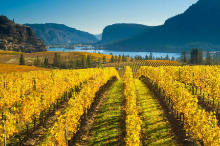 l'automne, Colombie britannique, Canada, montagnes, la nature, vignoble