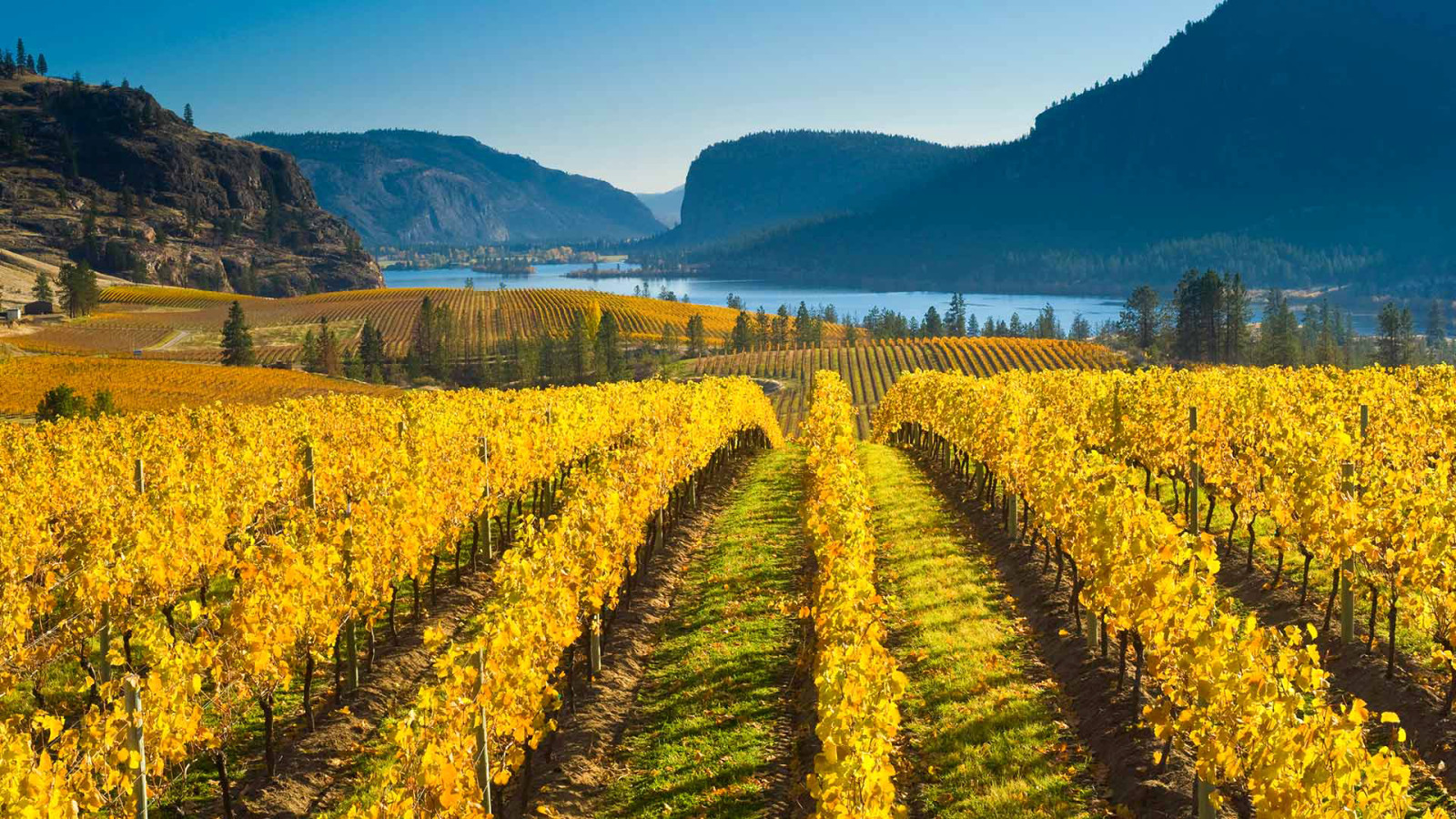 autumn, nature, Canada, mountains, vineyard, British columbia