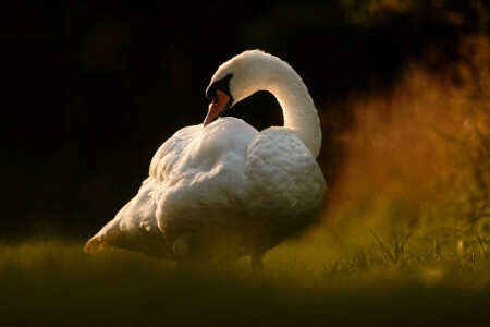 bird, bokeh, swan