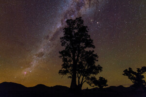 BELLEZA, estrellas, la vía Láctea, árbol