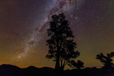 BEAUTÉ, étoiles, la voie Lactée, arbre