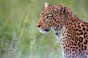 Leopard, portræt, rovdyr, vild kat