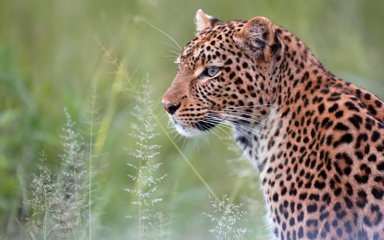 retrato, predador, gato selvagem, Leopardo