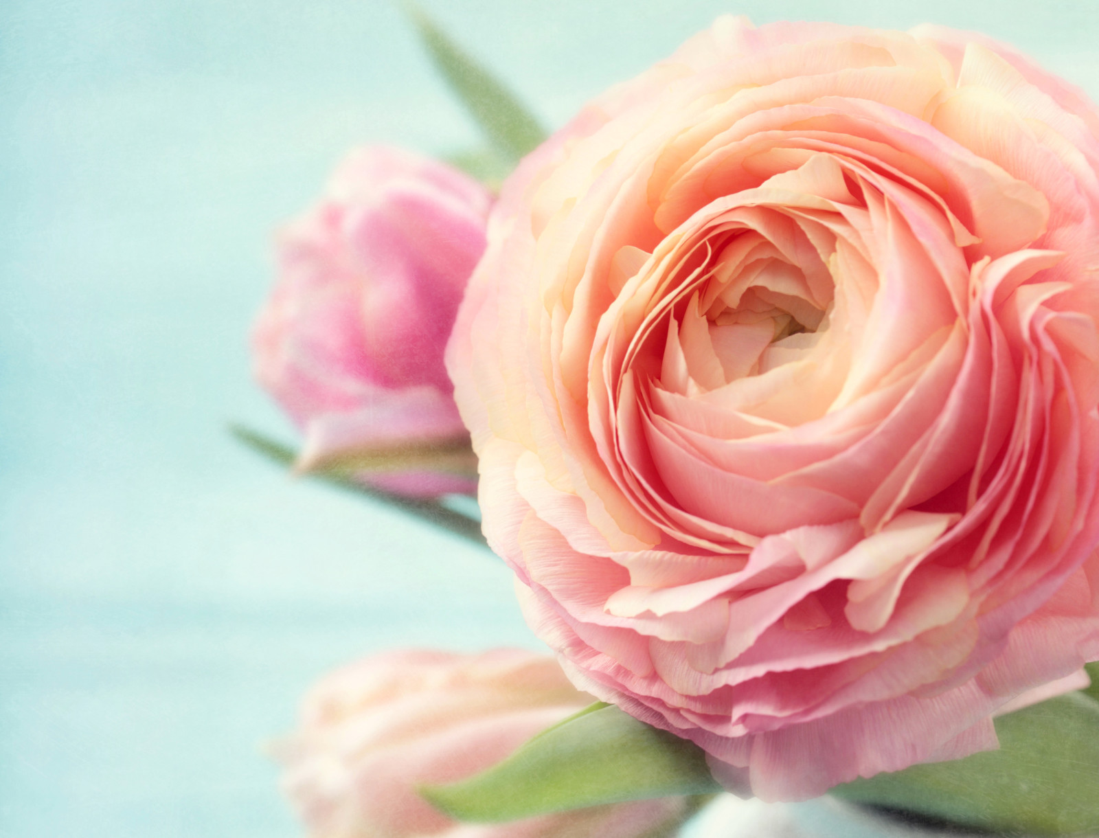 pink, flowers, rose, photo