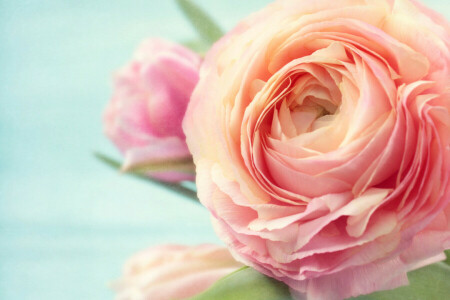 bloemen, foto, roze, roos