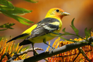 pico, pájaro, rama, plumas, hojas, pintar