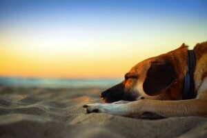 de praia, cachorro, Sonhos, crepúsculo, areia, mar, beira-mar, dormindo