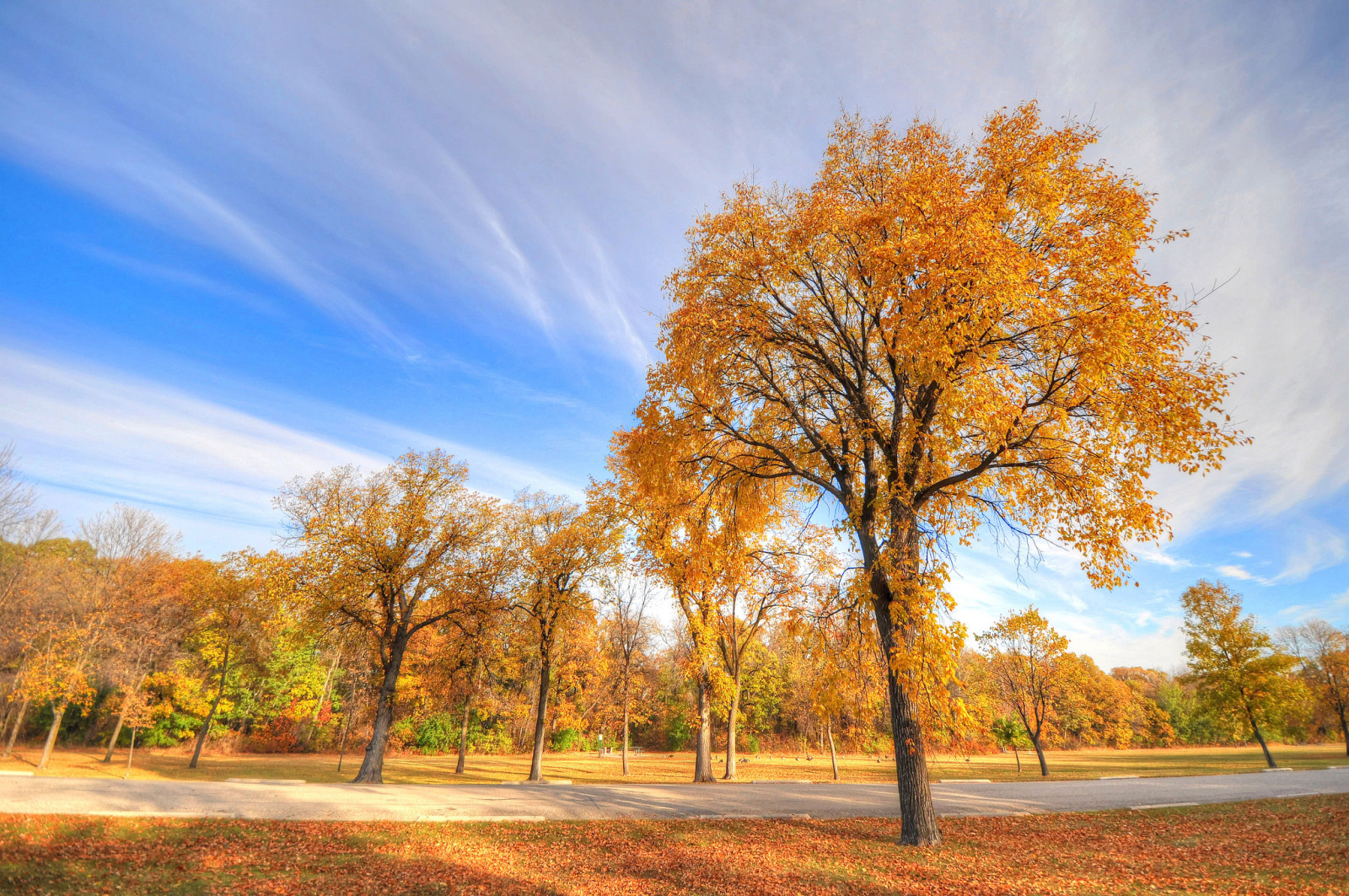 autumn, grass, Park, the sky, trees, track