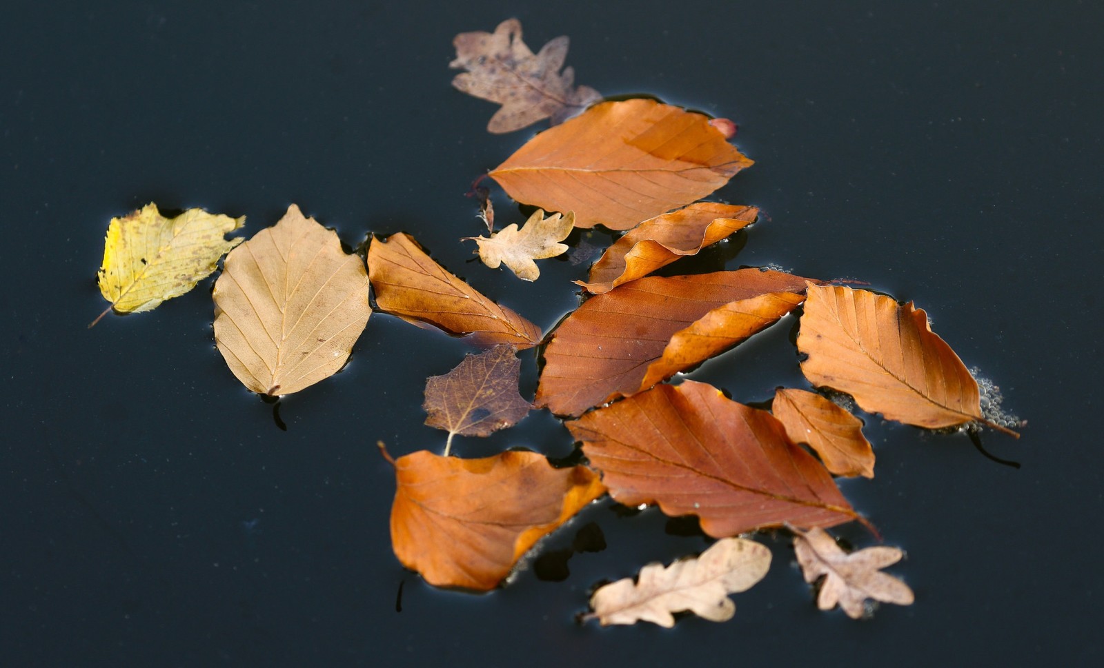 Herbst, Blätter, Wasser