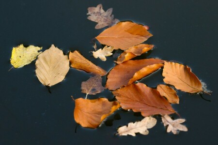 autumn, leaves, water