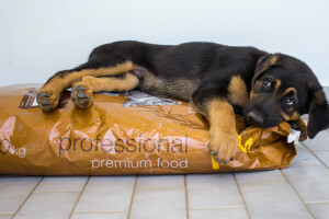 dog, each, food, German shepherd, look