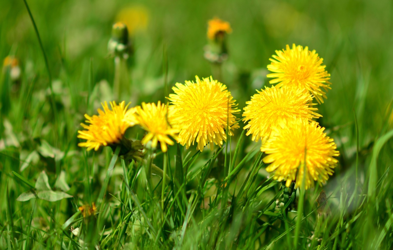 gress, bokeh, DANDELIONS, gul, grønt