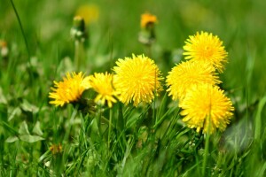 bokeh, DANDELIONS, tráva, zelenina, žlutá