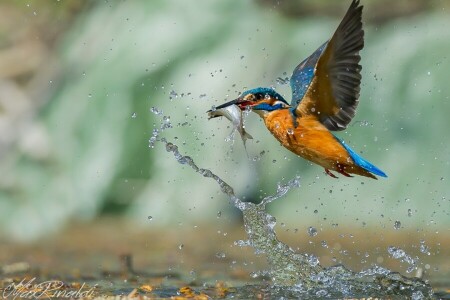 oiseau, laissez tomber, gouttes, Emi, poisson, chasser, chasse, Kingfisher