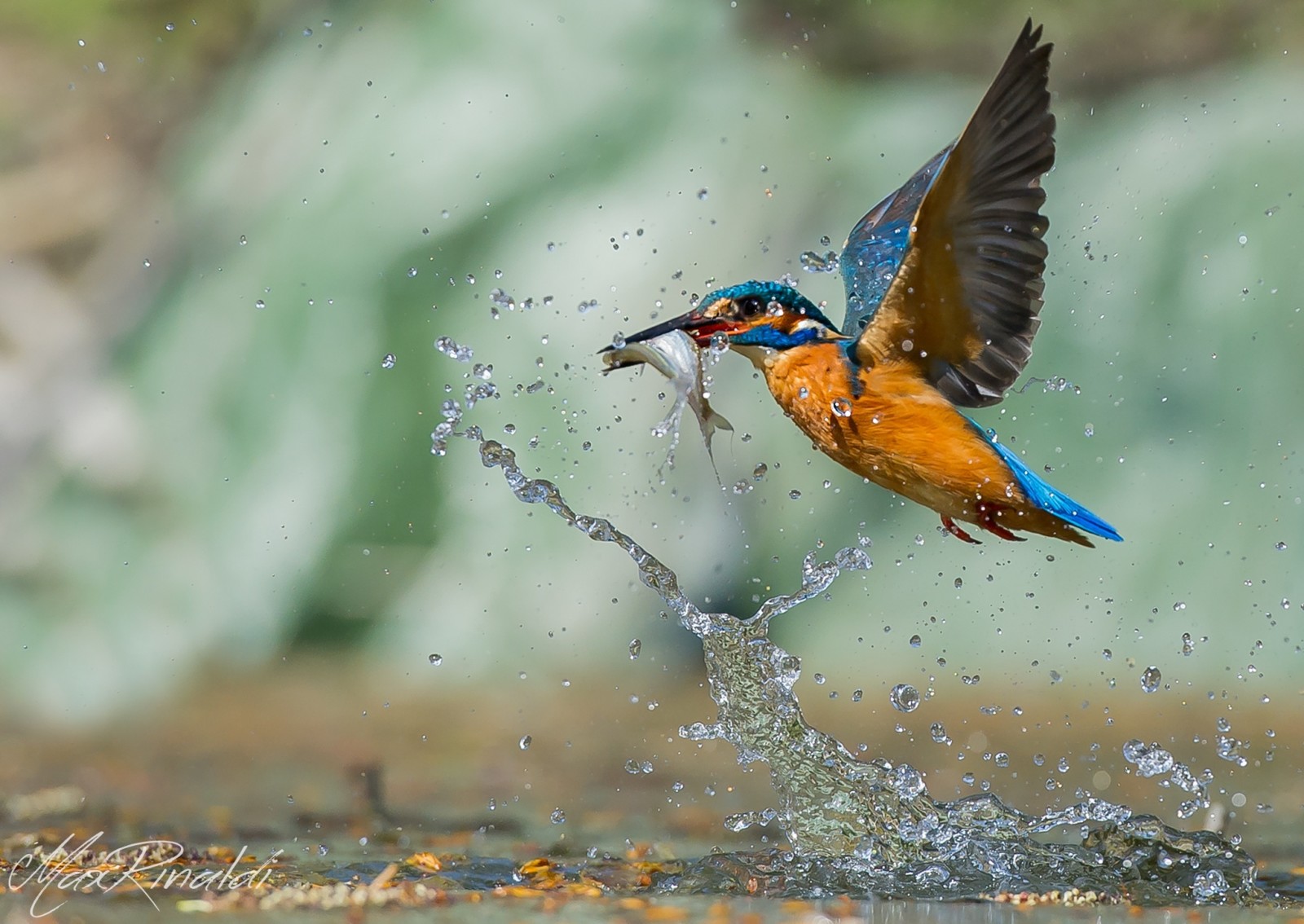 acqua, uccello, gocce, a caccia, pesce, Martin pescatore, far cadere, caccia