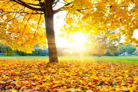 Herbst, Fallen, Blätter, Ahorn, Park, Baum