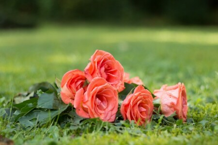 Knospen, Blumen, Natur, rosa Rosen, GRAS