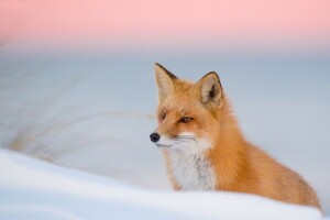 Renard, rouge, hiver